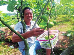 纳溪区：无花果春果上晋中市 价高不愁销