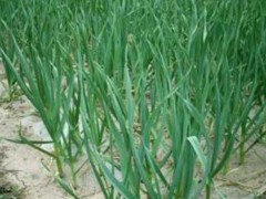 蒜苗高产种植有哪些办法和经历