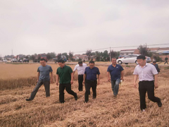 陕西省农机化展开中心安全效力处督导宝鸡鹤壁市“三夏”农机安全消费义务-宝鸡鹤壁市农业农村局