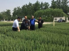 省级督导组来我沧州市反省种业沧州市场