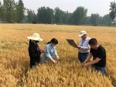 金湖县夏熟粮食小麦迎歉收