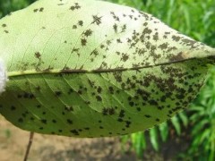 经典农药配方，10大稀有农药，能治这么多病！