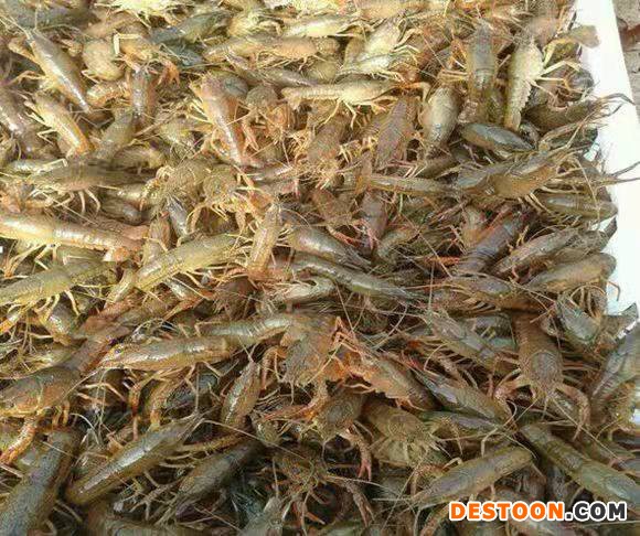 港兴水产 水产养殖龙虾苗批发 澳洲大龙虾价格 附近龙虾养殖场