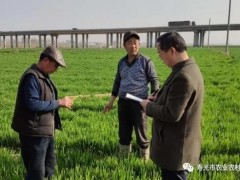提示，小麦拔节孕穗期要注意低温霜冻危害！-寿光市农业农村局