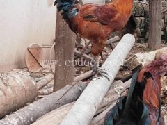 明丽鸡苗养殖场(图)-无量山土鸡供应-芒市无量山土鸡