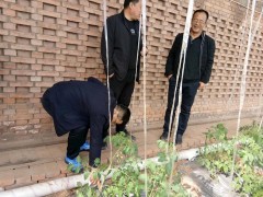 晋中市蔬菜中心深化一线调研指点蔬菜防风防寒义务