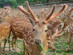 梅花鹿价格 梅花鹿 小鹿 梅花鹿价格 动物园梅花鹿 面议