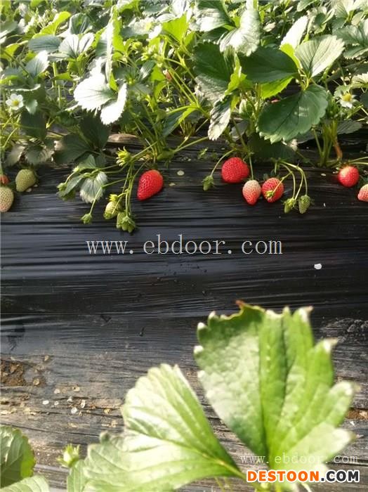 修安香莓采摘园(图)|摘草莓的时间|草莓