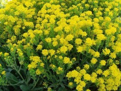 供应厂家直销花卉种子、景观绿化种子、彩色包装种子、花卉种子、种苗、黄庭芥