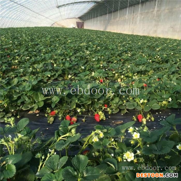 草莓采摘|草莓采摘价格|修安香莓采摘园(优质商家)