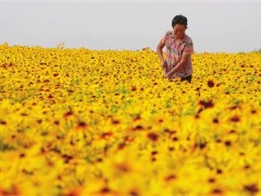 中药材种植 绽放“美丽经济”