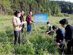 建阳：紫云英美了乡间，肥了田野