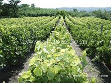 东西湖蔬菜、武汉华希生态农业公司、蔬菜供应