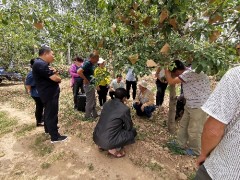 浮山：依农时季节效劳  助果树产业开展-区县静态