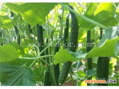 有机黄瓜干凉拌-山东有机黄瓜- 田润温室大棚建造(查看)