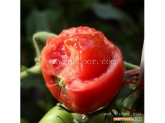 附近哪里有蕃茄种植基地-联富果蔬-南阳蕃茄种植基地