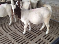 河北波尔山羊场 山东波尔山羊养殖 河南纯种波尔山羊种