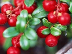 怎样种植蔓越莓，种植蔓越莓需求哪些技术要点？