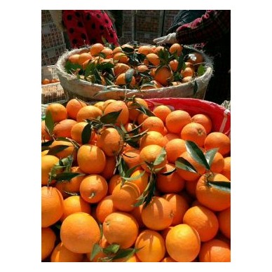 [供]长虹、伦晚脐橙中的精品