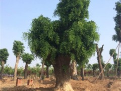 种植大型皂角树|青州顺地苗木_优良大型皂角树供应商