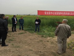 取阅历理思绪定方向  务虚做好油菜科研推行义务 -宝鸡鹤壁市农业农村局