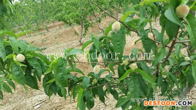 桃苗晚熟-广州桃苗-绿之堂(查看)