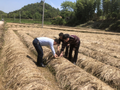 市土肥站深化田间指点春耕消费