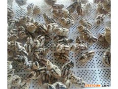 供应珍珠鸡价格-供应珍珠鸡-珍宝特种养殖厂品种全(查看)