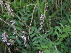 果树种植经历：果树的好绿肥——山豌豆