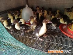 芒市鸭苗-明丽鸭苗养殖场-鸭苗供应