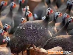 黄麻鸡苗多少钱一只-惠民禽业优质鸡苗-北京鸡苗多少钱一只