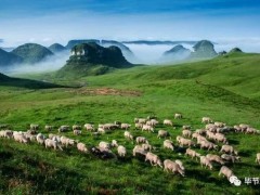 10万只优质肉羊养殖项目落户赫章！