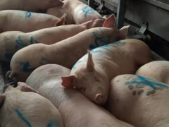 鹰潭市展开违法违规调运生猪行为专项整治举动宣传