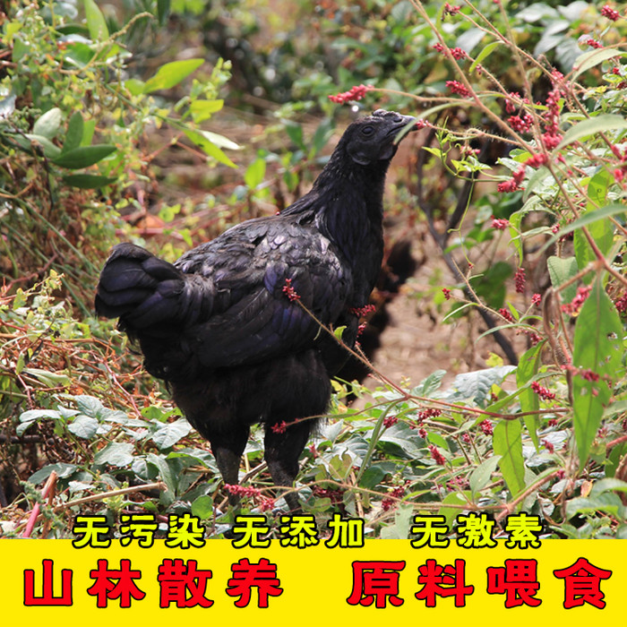 大量供应黑山鸡 黑鸡 黑山鸡  量大从优