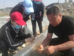 4月21-22日高温冷害 对在田粮食作物的影响及管理措施