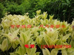 彩叶桂、五彩桂花、珍珠五彩桂花