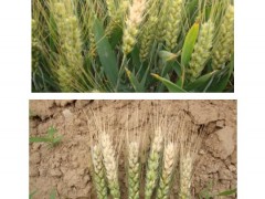 小麦抽穗扬花期，谨防赤霉病发作