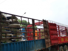 新建区第一批救灾种子全局部发到乡镇