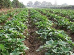 红薯减产离不开钾肥|红薯不可施用氯化钾