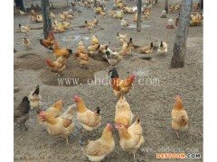 纯种洛阳鸡苗出售-洛阳鸡苗-四强鸡鸭鹅苗品种纯(查看)