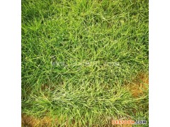 蝗虫养殖技术哪家好-山东大昆-日照蝗虫养殖技术