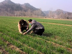 商洛六措并举抓小麦条锈病防控