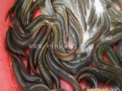 泥鳅-金兴养殖场诚信经营-泥鳅套养技术