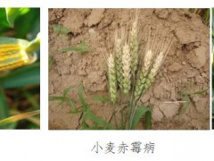 小麦一喷三防及条锈病监测防控技术