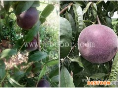 纯正苗非洲黑妹桃批发基地-永丰种植基地直销