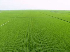 冬小麦种植经历交流：冬小麦春季追肥需求留意哪些成绩