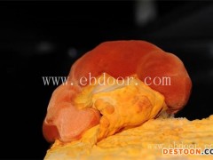 牛樟芝种植-海阳长程传授栽培技术-牛樟芝的种植技术