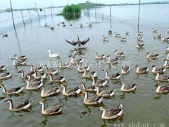 商品大雁肉批发基地-达信大雁(在线咨询)-武汉商品大雁肉批发