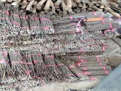 如何养殖金蝉-周口养殖金蝉-淼源金蝉专业培训技术