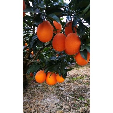 [供]湖北秭归脐橙、长虹、纽荷尔、血橙、伦晚等产地批发